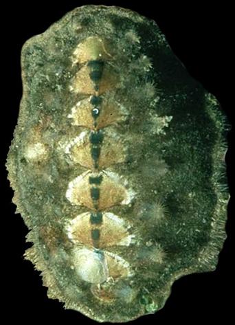 Tüskés bogárcsiga (Acanthochitona fascicularis) - Alak: ovális - Méret: 3,5-4,5 cm hosszú, 2,5-3 cm széles - Hátoldala domború, a hasoldal lapos - Színe szürkés vagy barnás, esetleg vöröses - A
