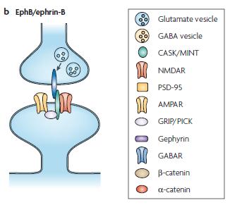 A szinaptikus struktúra kialakulása és fenntartása adhéziós (szignál) komplexek EphB / ephrin B Eph