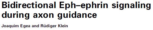 is! kétirányú signaling EphB2: posztszinapszis; ephrin B: pre/posztszinapszis PDZ domén fehérjékhez