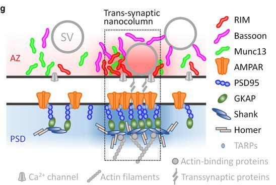Transz-szinaptikus nanocolumnák Drozi NMJ, ribbon szinapszisok: aktív zóna és a posztszinaptikus struktúrák
