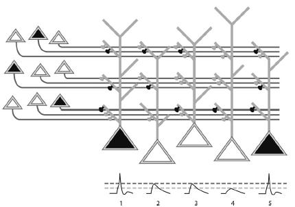 A dendrittüske serkentő szinapszisok funkció? - dendritfelszín növelése (Cajal) - konnektivitás növelése: ált.