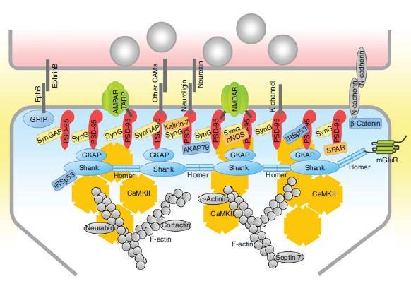 membrán és organellum transzport receptorok, ioncsatornák