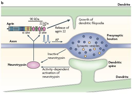 A szinaptikus struktúra kialakulása és fenntartása aktivitás-függő: axonális és
