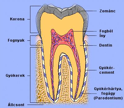 Fogak részei 1.Corona dentis: zománccal fedett és a zománccement határig tart 2.