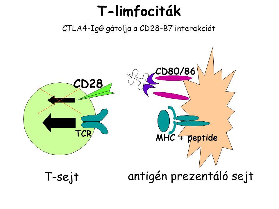 a CD28 - leszorítja - ezáltal sejtaktivációt gátol A CD28 stimulálása