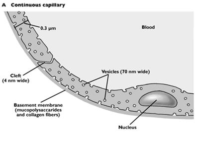 Kapilláristípusok Eckert: