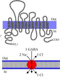 Glia fiziológia Gliális neurotranszmitter transzporterek GABA transzporterek asztrocitákban be: 1 GABA és 2 Na + Na + elektrokémiai gradiense szerint K + ec: ~2-2,5 mmglia Na + ec: ~130 mm Ca