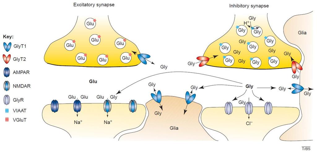 Glia fiziológia Gly receptorokról nem beszéltünk korábban Gliális neurotranszmitter transzporterek Glycin transzporterek/receptorok glycinerg NMDAR ko-agonista Ca ++ Eulenburg 2005 hiperpolarizáció
