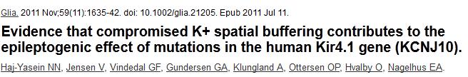 AsztroGlia fiziológia K + spatial buffering Extracell [K + ] mérése egy mérés - glia-specifikus Kir4.1 deléció - HC stratum radiatum szinaptikus aktiválás - ec. K + konc.