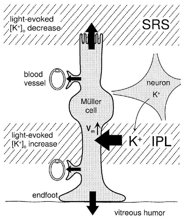 Pigment epitélium tartja alacsonyan itt a K + ec-t Retina, K + siphoning ez a fotoreceptor stimuláció után a pigment epitélium hatása subretinal space IPL: legtöbb szinapszis itt van a retinán belül