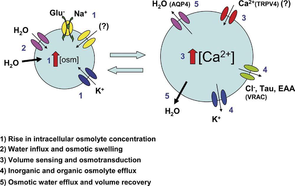 AsztroGlia fiziológia Swelling Víz - homeosztázis szabályozása moderate, transient swelling of astrocyte endfeet occurs at active synapses 1. végtalpakon K+, Na+ és Glu- uptake (Kir4.