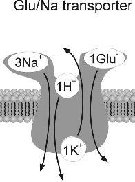 Glia fiziológia Gliális neurotranszmitter transzporterek Glutamát transzporterek asztrocitákban be: 1 Glu -, 3 Na +, 1H + ki: 1 K + ionok koncentrációgradiensük szerint mozognak K + ec: ~2-2,5 mm Na