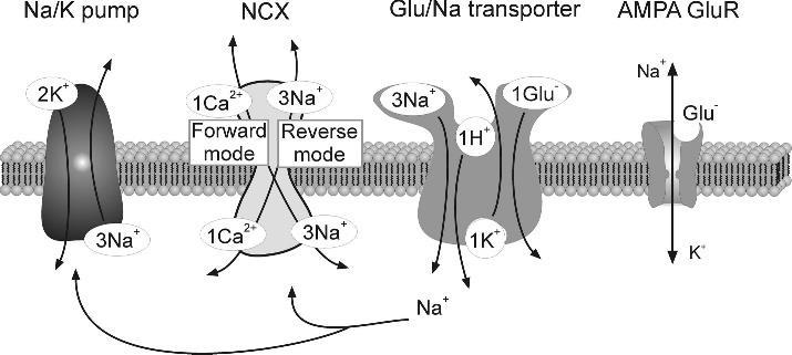 Glia fiziológia Gliális neurotranszmitter transzporterek Glutamát transzporterek szerepe asztrocitákban Glutamát: sokféle ionmozgást okoz asztroban K+ be: 1Glu - 3Na +, 1H + Na+ AMPAR aktiváció: be: