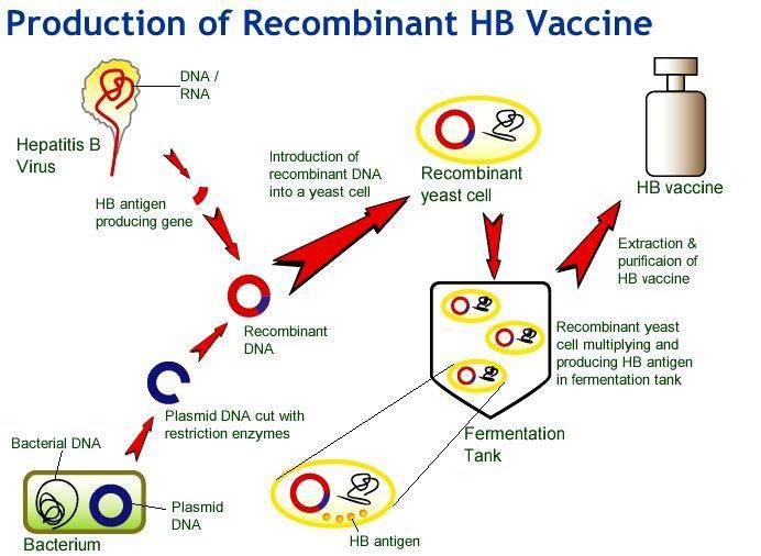 AKTÍV IMMUNIZÁLÁS: VAKCINÁLÁS A védőoltás rekombináns HBsAg proteint tartalmaz (a surface protein kódolásáért felelős gént egy plazmidba klónozták, és az egy élesztő gombába helyezték, ahol