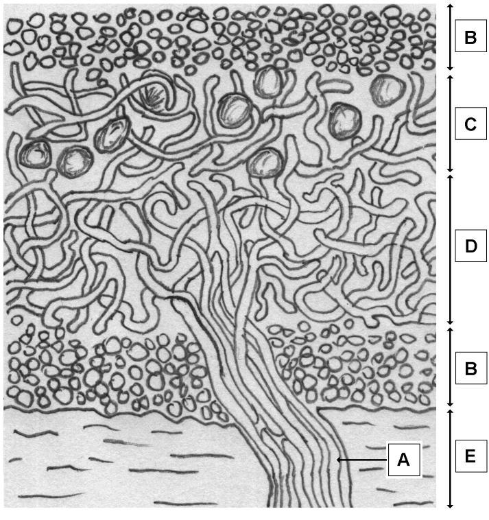 II. Zuzmók (11 pont) Azonosítsd a zuzmótelep rétegeit a mikroszkópi kép alapján készült rajzon!