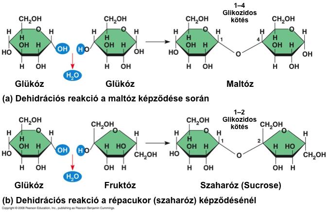 Diszaharidok A diszaharidok a monoszaharidok