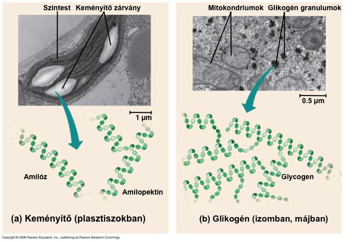 Raktározó poliszaharidok A keményítő, egy növényekben előforduló
