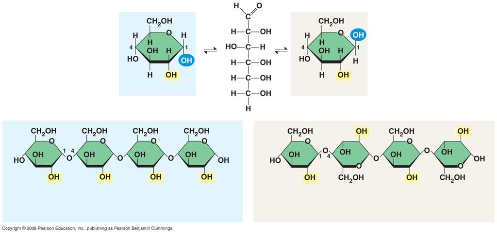 Szerkezeti poliszaharidok A cellulóz a növényi sejtfal fő komponense (a) α ésβ glükóz gyűrűs