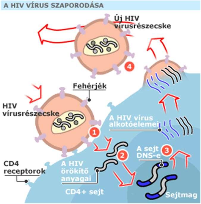 A HIV szerkezete Retrovírus, azaz RNS az örökítő anyag, amely a sejtekben először reverz transzkriptáz enzimmel DNS-é másolódik. Tok (kapszid).