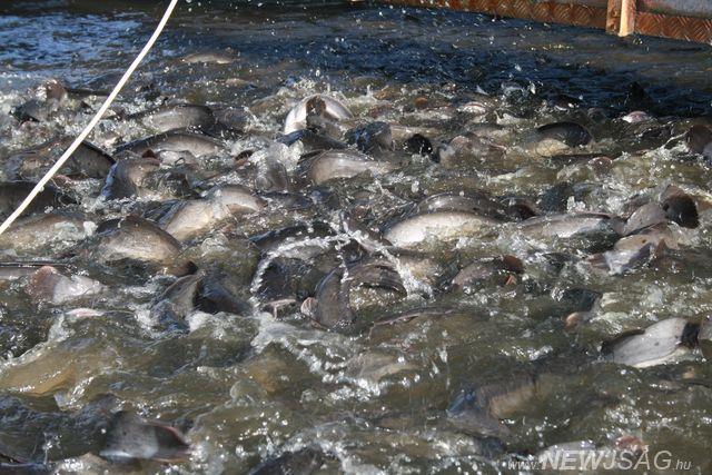 Új halfajok termelése intenzív rendszerekben Afrikai harcsa (Clarias gariepinus;