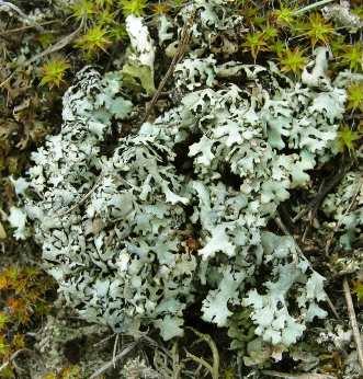 A Cetrelia, Cladonia, Lepraria, Toninia, Xanthoparmelia nemzetségben folytattunk hazai vizsgálatokat HPTLC vékonyréteg-kromatográfiával, ahol a morfológiai tulajdonságok mellett a zuzmóanyagok