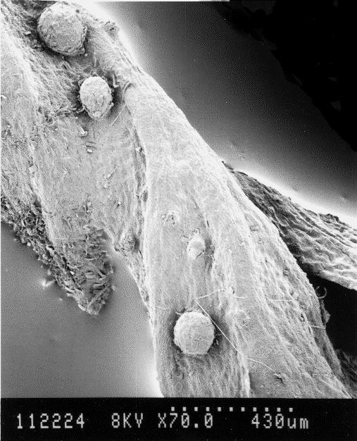 trópusi, szubtrópusi területekre jellemző levéllakó zuzmók alkalmasak (vö. Shukla et al. 1990, Romero 1999, Costa & Foley 2000).