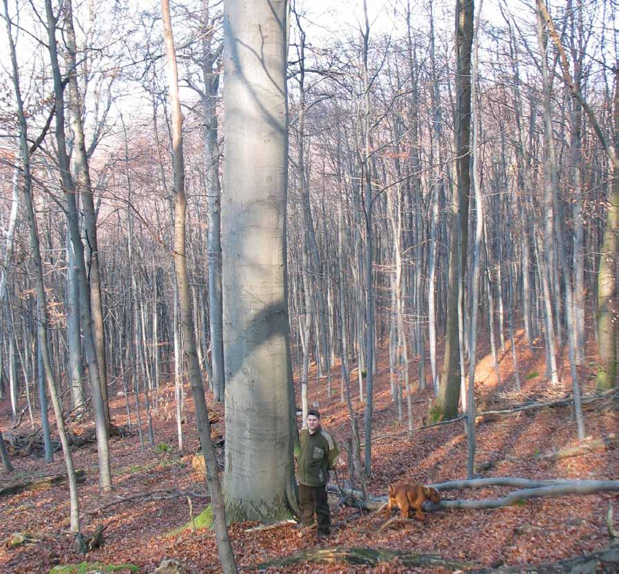 Örökerdők Visegrád térségében A Visegrádi Erdészet területén 2002-től érvényes üzemterv több erdőrészlet esetében már a folyamatos erdőborítás elveinek megfelelő előírást tartalmazott.