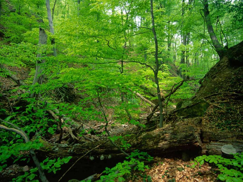 Ökológia és természetvédelem Az örökerdőben a holtfa mennyisége általában jóval magasabb a szokásosnál, amelyből az élővilág, a termőhely és ezen keresztül az erdőkezelő is egyaránt profitál.