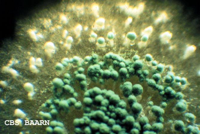 Penicillium verrucosum A