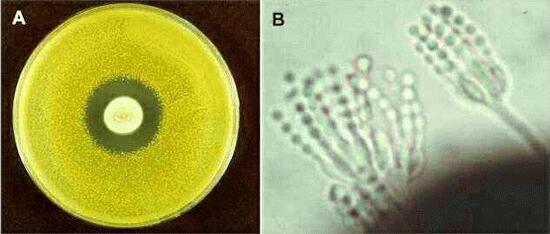 A/ Penicillium chrysogenum telep körül kialakult gátlási