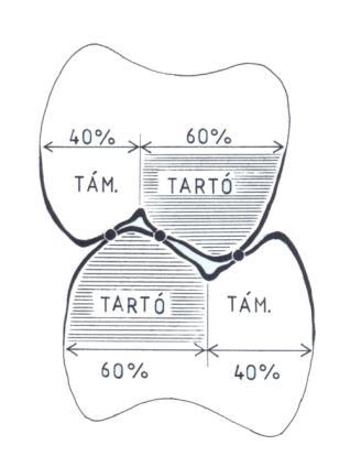 Centrális okklúzióban az alsó és a felső fogívek rágó felszínei a lehető legtöbb ponton érintkeznek.