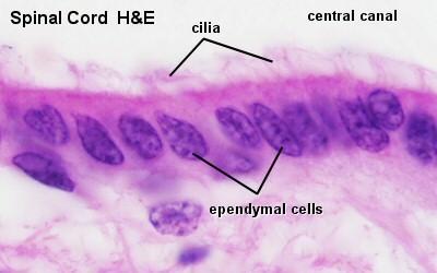 Ependimasejtek: A gerincvelő központi csatornáját (canalis centralis) és az agykamrák falát bélelő
