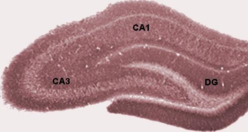 Archicotex: hippocampus CA: cornu Ammonis