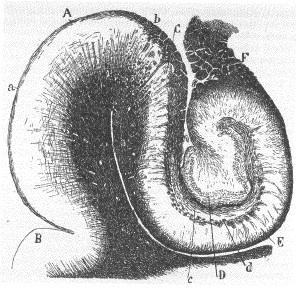 Hippocampalis formáció: hippocampus proper + gyrus dendtatus + subiculum + entorhinális kéreg A : entorhinális kéreg B: szenzoros kéreg C: