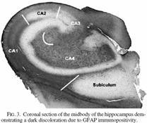 Hippocampus pályái: Moharostok: granula sejtek axonjai a CA3 piramissejtekhez.