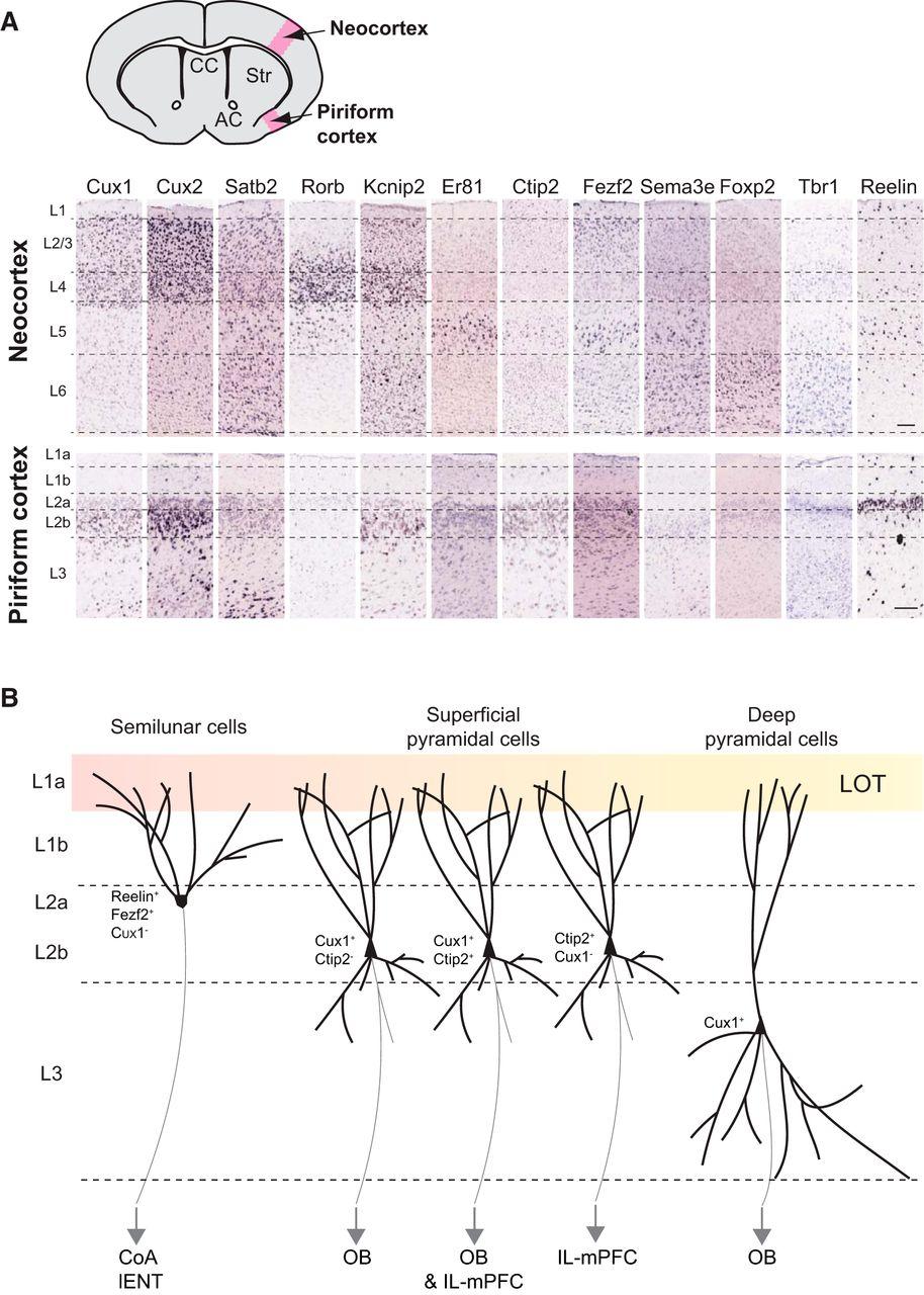 Piriform cortex neuronok A, Fősejt markerek expressziója Allen Brain Atlas database (postnatal day 56). CC, Corpus callosum; AC, anterior commissure; Str, striatum; L, layer. Scale bar, 200 µm.