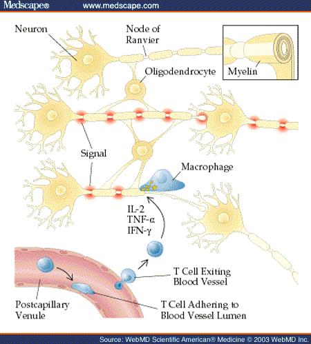 Oligodendrociták: Mielin hüvely kialakítása központi idegrendszerben. Egy oligodendrocita akár 60 szomszédos neuron axonját is elláthatja szigeteléssel.