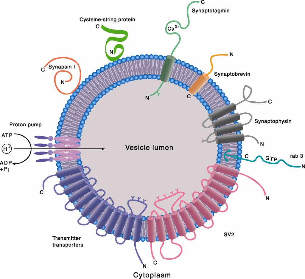 A szinaptikus vezikula felépítése exocitózis; molekuláris chaperon?