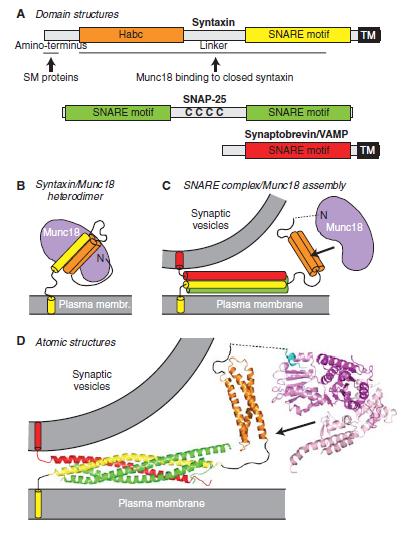 A szinaptikus vezikula exocitózisa in vitro a SNARE