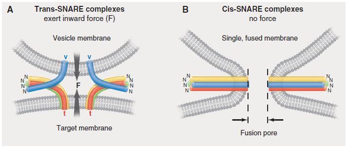 1-3 SNARE komplex elég a gyors fúzióhoz - stabilizáló /