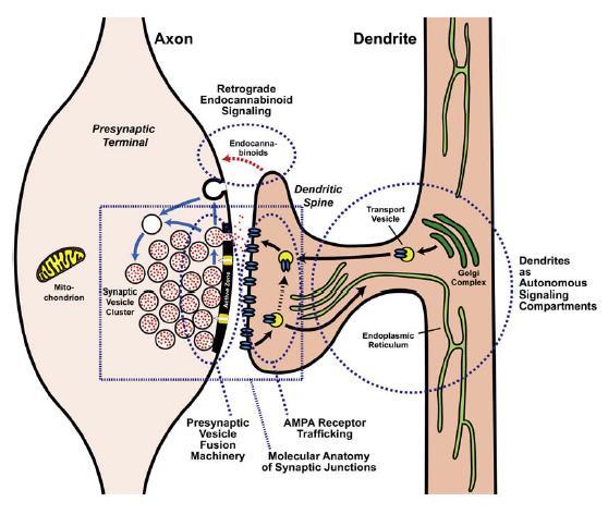 A preszinaptikus struktúrák terminális / bouton varikozitás / en passant szinapszis preszinaptikus neuron 1 akciós potenciál 2 Ca 2+ axon végbunkó (preszinapszis) Ca 2+ szinaptikus vezikula