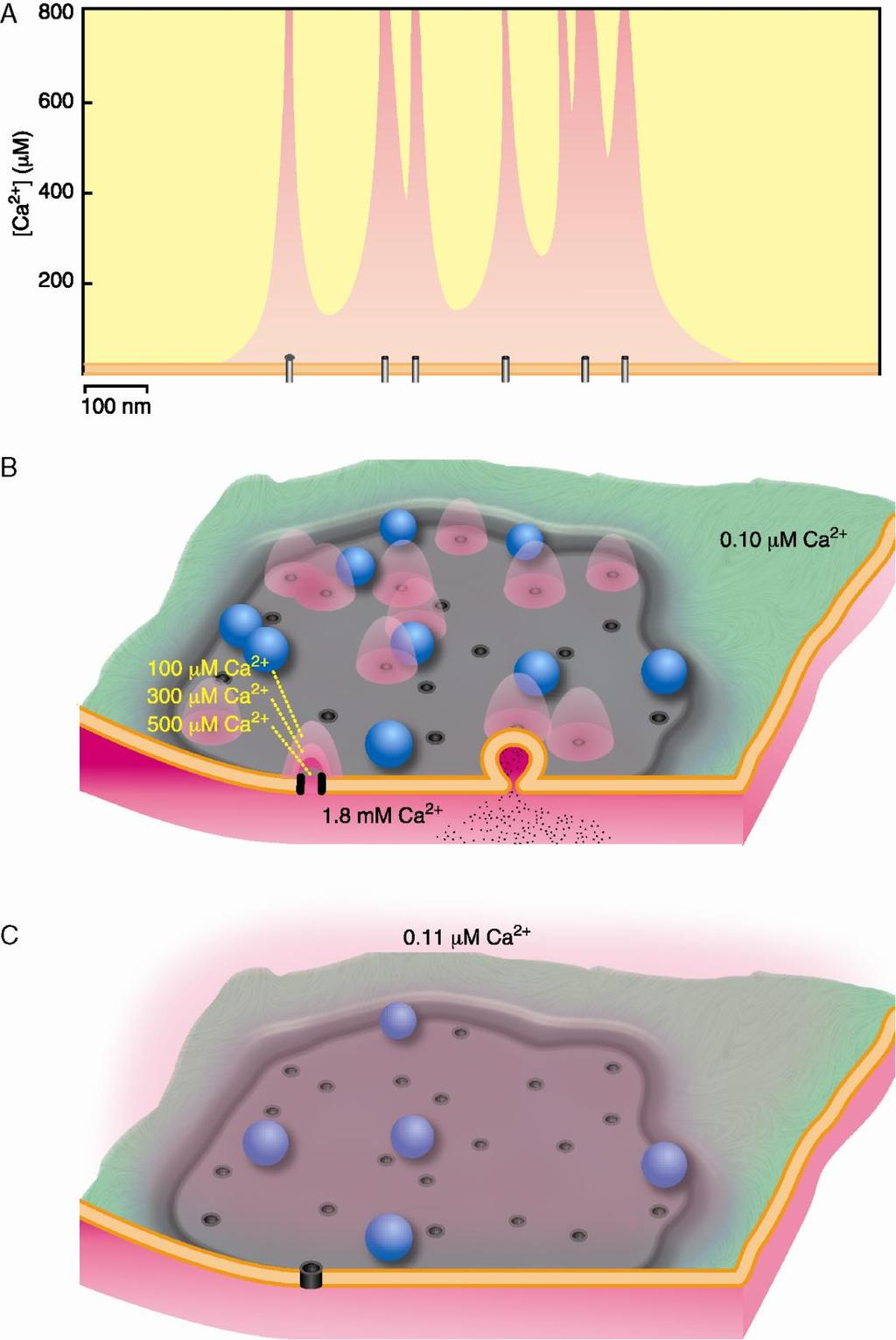 Ca 2+ mikrodomének a lokális Ca 2+ -szint emelkedést a Ca 2+ csatornáktól való távolság szabja meg: 50 nm-es körzetben, 100 ms-en belül >100 mm [Ca 2+