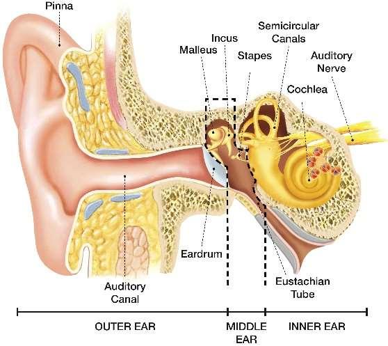 Hallókéreg (hallási érzet) Külső fül Feladata: összegyűjti, tereli a hangot, elősegíti a hangforrás lokalizációját, vezeti a hangot