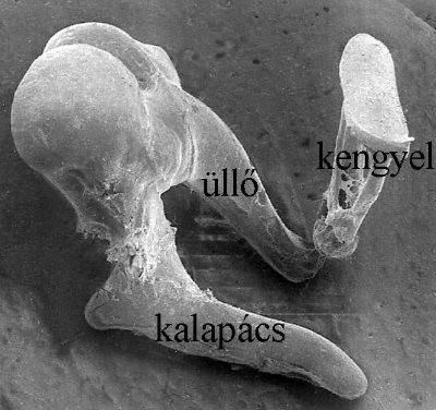 Középfül - dobüreg Dobhártya (a) 3 hallócsont sorrendben: kalapács (e), üllő (f), kengyel (i,j).