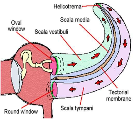 Hártyás csigában található a hallószerv, a Corti-szerv, részei, alaphártya, mely a csiga csúcsa felé szélesedik, fedőlemez, szőrsejtek, melyek az alaphártyához