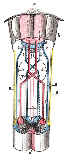 A gerincvelői pályák szerveződése 1.Anterior cerebrospinal fasciculus (piros). 2. Lateral cerebrospinal fasciculus (piros). 3. Sensory tract (fasciculi gracilis et cuneatus) (kék). 3. Gracile and cuneate nuclei.