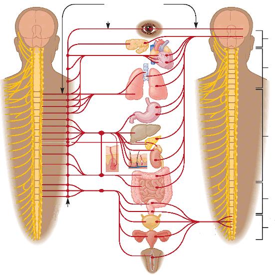 szimpatikus rendszer Vegetatív idegrendszer paraszimpatikus rendszer preganglionáris rostok postganglionáris rostok vágusz ideg agyideg (12 pár) nyaki