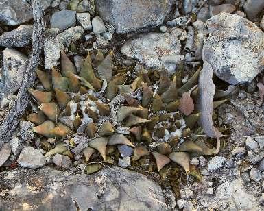 kedvelőinek. Több mikroendemikus kaktuszfaj hazája, mint például a T. gracilis, T. hoferi és T. subterraneus subsp. zaragozae.