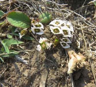 Október végén érkeztünk, a három hetesre tervezett út elsődleges célja a Pachypodium eburneum új, eddig nem ismert élőhelyeinek megtalálása volt.