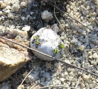 Első úti célunk az Antsirabe környéki hegyek voltak, ahol a Pachypodium eburneum egy eddig ismeretlen élőhelye található. A területen először virágzó Euphorbia primulifolia-t pillantottunk meg.